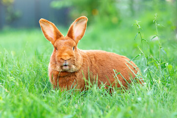 Red rabbit on the green lawn look into the camera. High quality photo