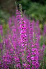 Close up of purple loosestrife (lythrum salicaria) flowers in bloom
