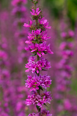 Close up of purple loosestrife (lythrum salicaria) flowers in bloom