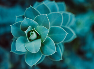 spiraling succulent