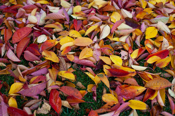 Autumn background of bright autumn leaves that have fallen to the ground, a top view of yellow, red, orange and gold leaves on the green grass of the lawn. 