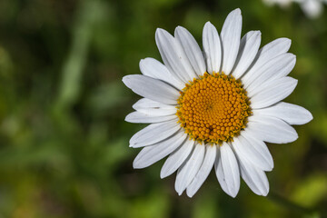 Obraz premium Allassac (Corrèze, France) - Pâquerette