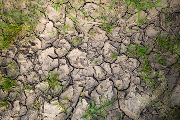 Plant struggling for life at drought soil on field