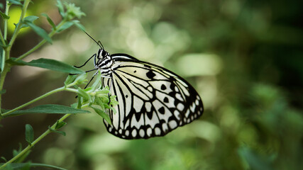 butterfly on leaf