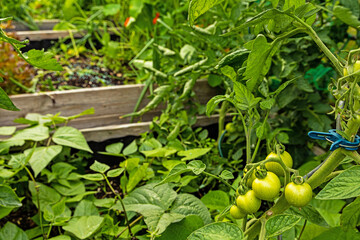 raised beds in an urban garden