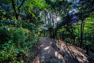 小牧山城東面上り道