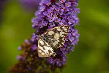 purple flower and butterfly