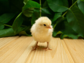 New born Chick on a background of plants