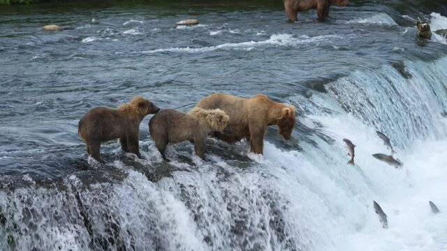 Brown Bear (#128 Grazer) with her two yearling cubs Catches a Sockeye Salmon at Brooks Falls in Katmai National park, Alaska