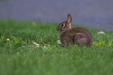Eastern cottontail (Sylvilagus floridanus) in summer