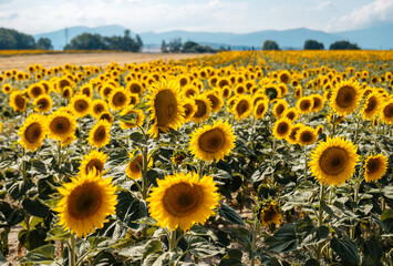 Sunflowers field on sunny day. Seeds oil. Agriculture. Summer harvesting.