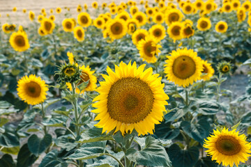 Sunflowers field on sunny day. Seeds oil. Agriculture. Summer harvesting.