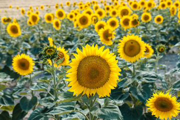 Fototapeta premium Sunflowers field on sunny day. Seeds oil. Agriculture. Summer harvesting.