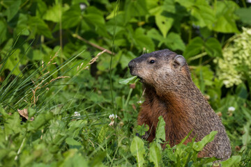 Naklejka na ściany i meble The groundhog (Marmota monax) in summer 