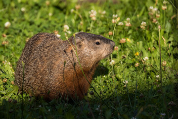 Naklejka na ściany i meble The groundhog (Marmota monax) in summer 