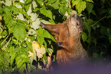The groundhog (Marmota monax) in summer eating  raspberry