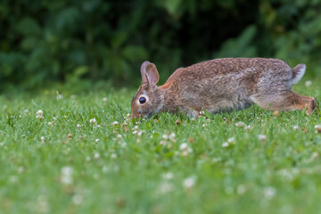 Eastern cottontail (Sylvilagus floridanus) in summer