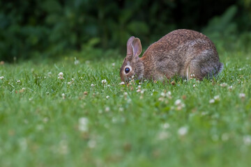Eastern cottontail (Sylvilagus floridanus) in summer