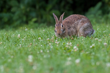 Eastern cottontail (Sylvilagus floridanus) in summer
