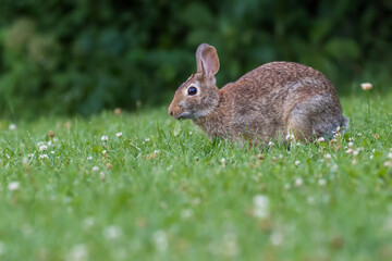 Eastern cottontail (Sylvilagus floridanus) in summer