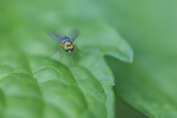 Fototapeta premium long-legged flie, Condylostylus genus detail