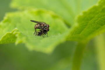 Tachinid fly with prey