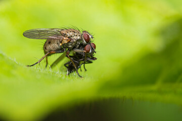 Tachinid fly with prey