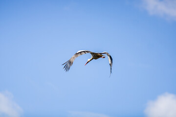 Cigogne en plein vol