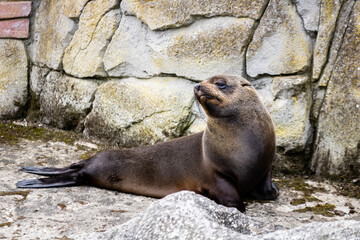 Otarie photo prise à Pairi Daiza