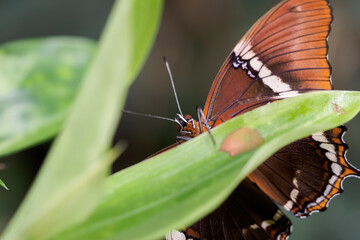 Tropical exotic colored butterfly sitting.