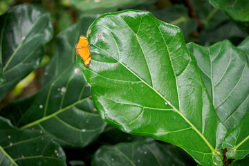 A large tropical butterfly with orange wings.