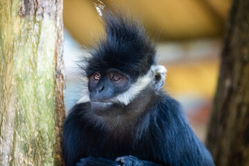 Langur de François photo prise à Pairi Daiza