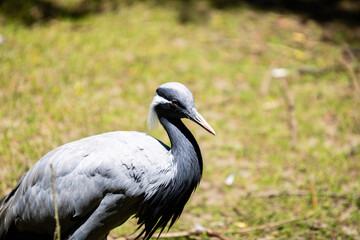 Héron (je crois) photo prise à Pairi Daiza
