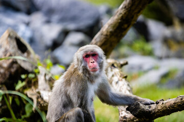Macaque du Japon photo prise à Pairi Daiza