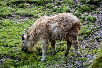 Takin doré photo prise à Pairi Daiza