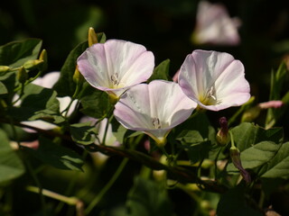 Field bindweed (Convolvulus arvensis) - trumpet-shaped pale pink flowers