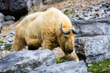 Takin doré photo prise à Pairi Daiza