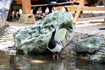 Bernache du Canada photo prise à Pairi Daiza