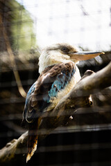 Martin chasseur à ailes bleues photo prise à Pairi Daiza