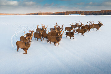 Deers with horns
