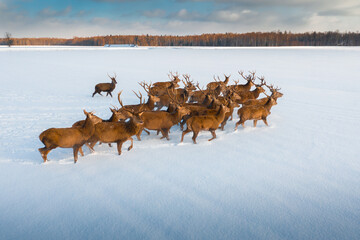 Wild deers