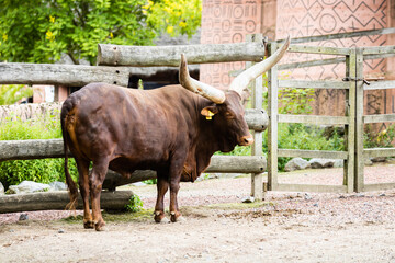 Watusi photo prise à Pairi Daiza