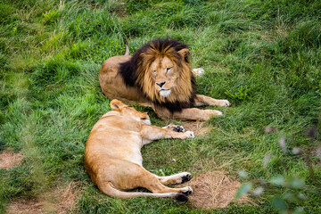 Le roi des animaux photo prise à Pairi Daiza