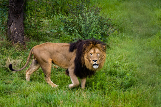 Le roi des animaux! photo prise à Pairi Daiza