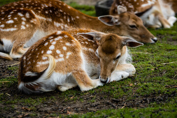 Daim photo prise à Pairi Daiza