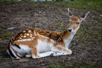 Daim photo prise à Pairi Daiza