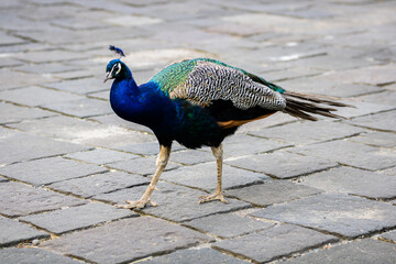 Paon photo prise à Pairi Daiza