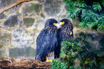 Caracara Austral photo prise à Pairi Daiza 