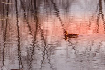 Canada Goose swiming in the lake peaceful at sunset