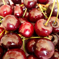 there are a lot of red juicy cherries with water drops nearby . red background